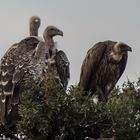 Migration, Masai Mara III