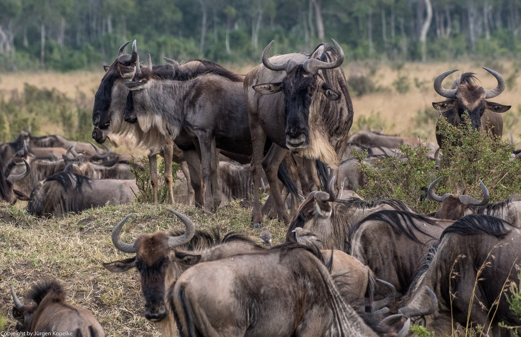 Migration, Masai Mara IV