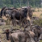 Migration, Masai Mara IV