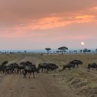 Migration, Masai Mara IX