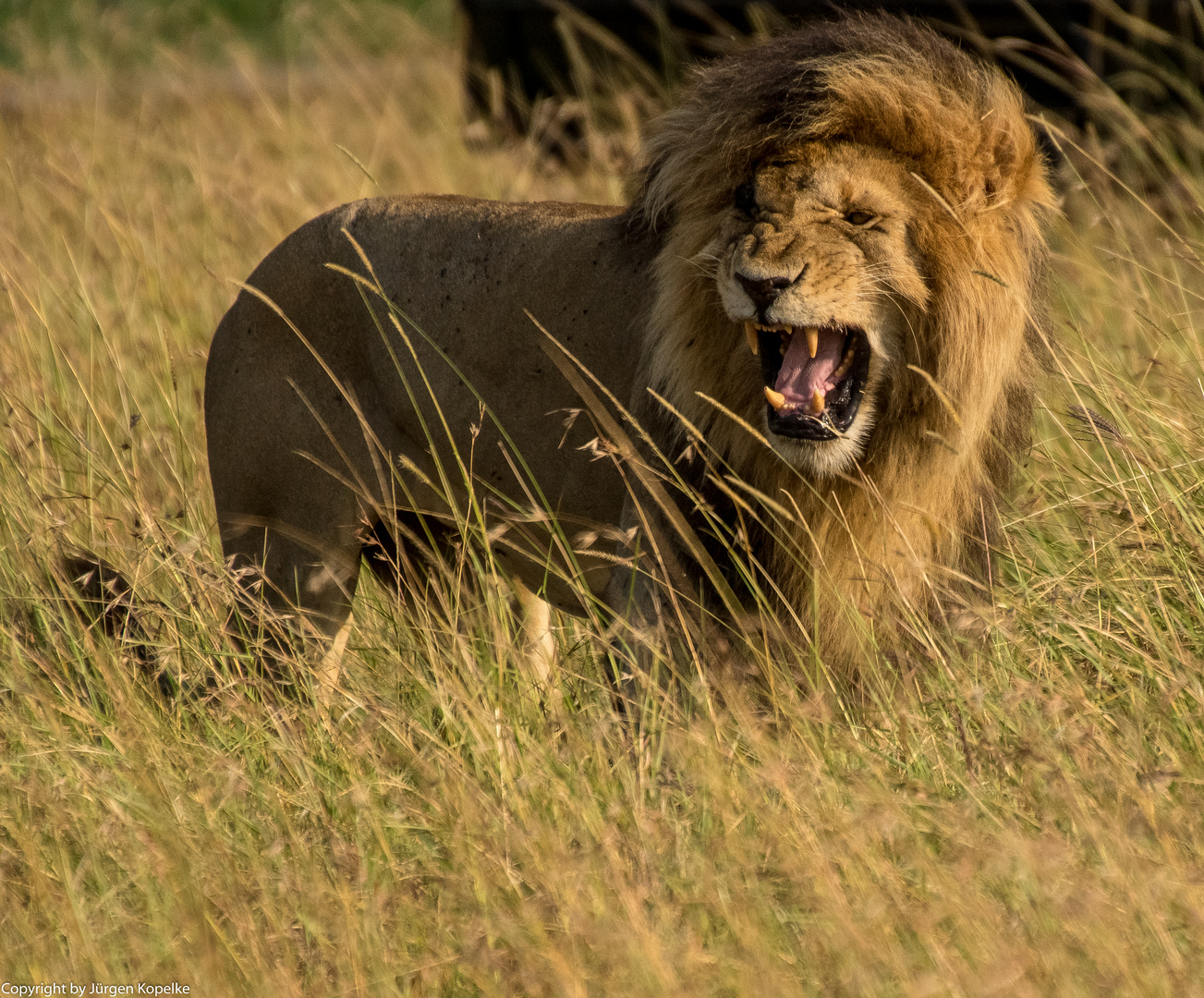 Migration, Masai Mara V