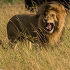 Migration, Masai Mara V