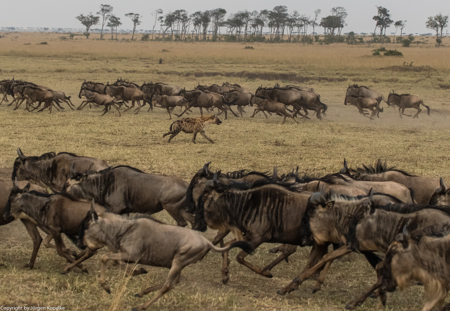 Migration, Masai Mara VI