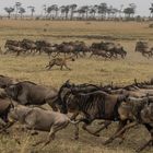 Migration, Masai Mara VI