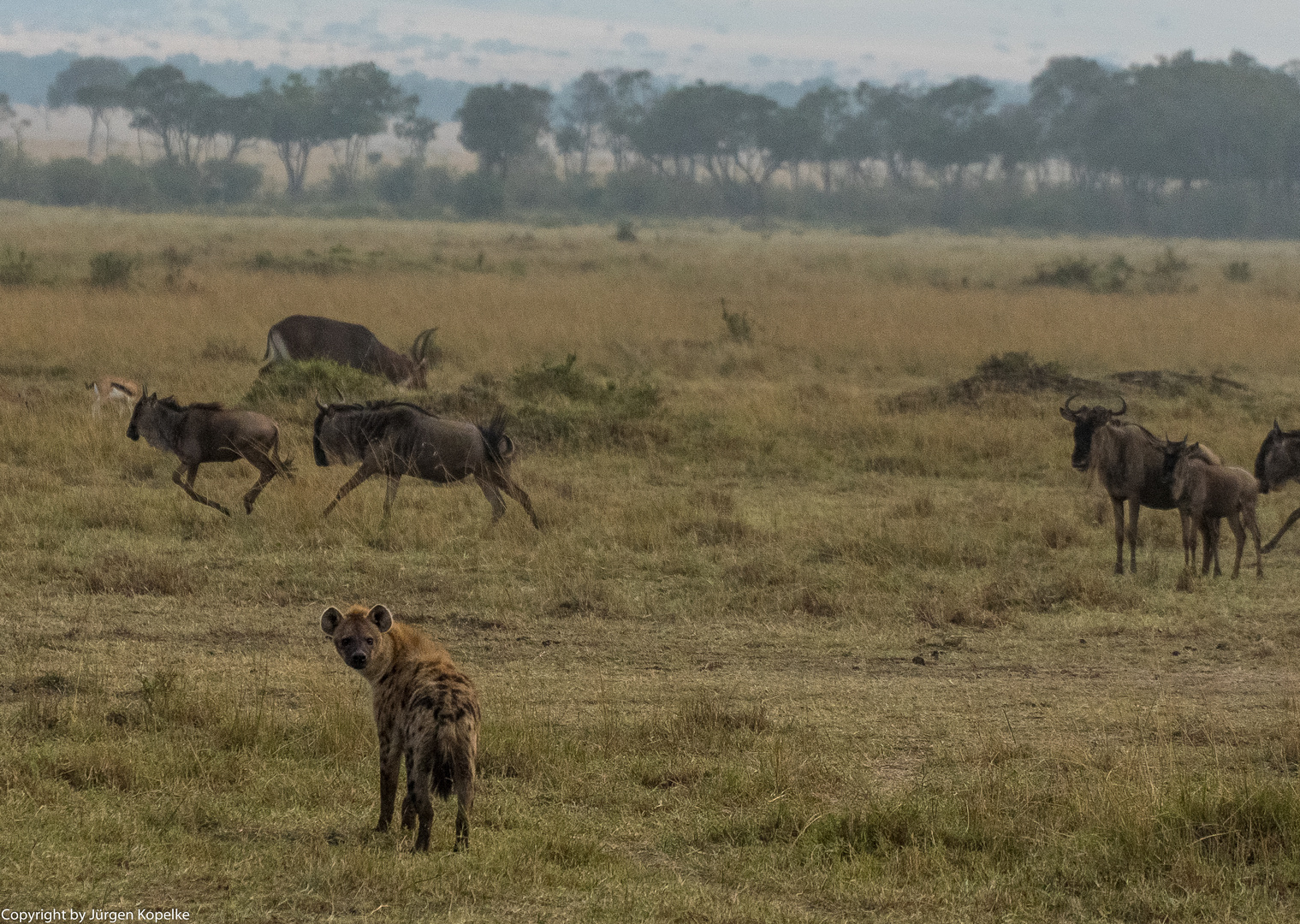 Migration, Masai Mara VII
