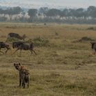 Migration, Masai Mara VII