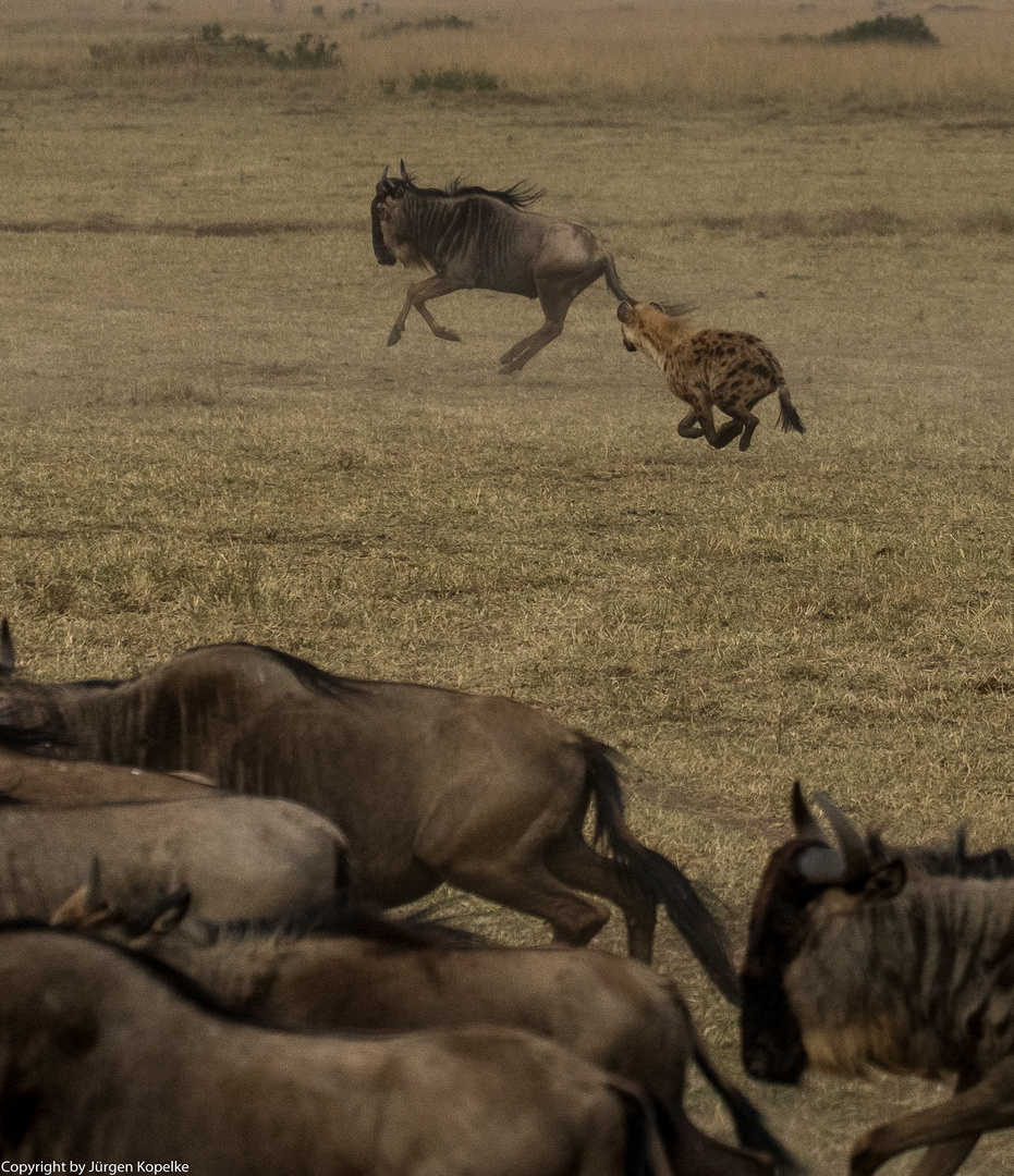 Migration, Masai Mara VIII