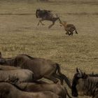 Migration, Masai Mara VIII