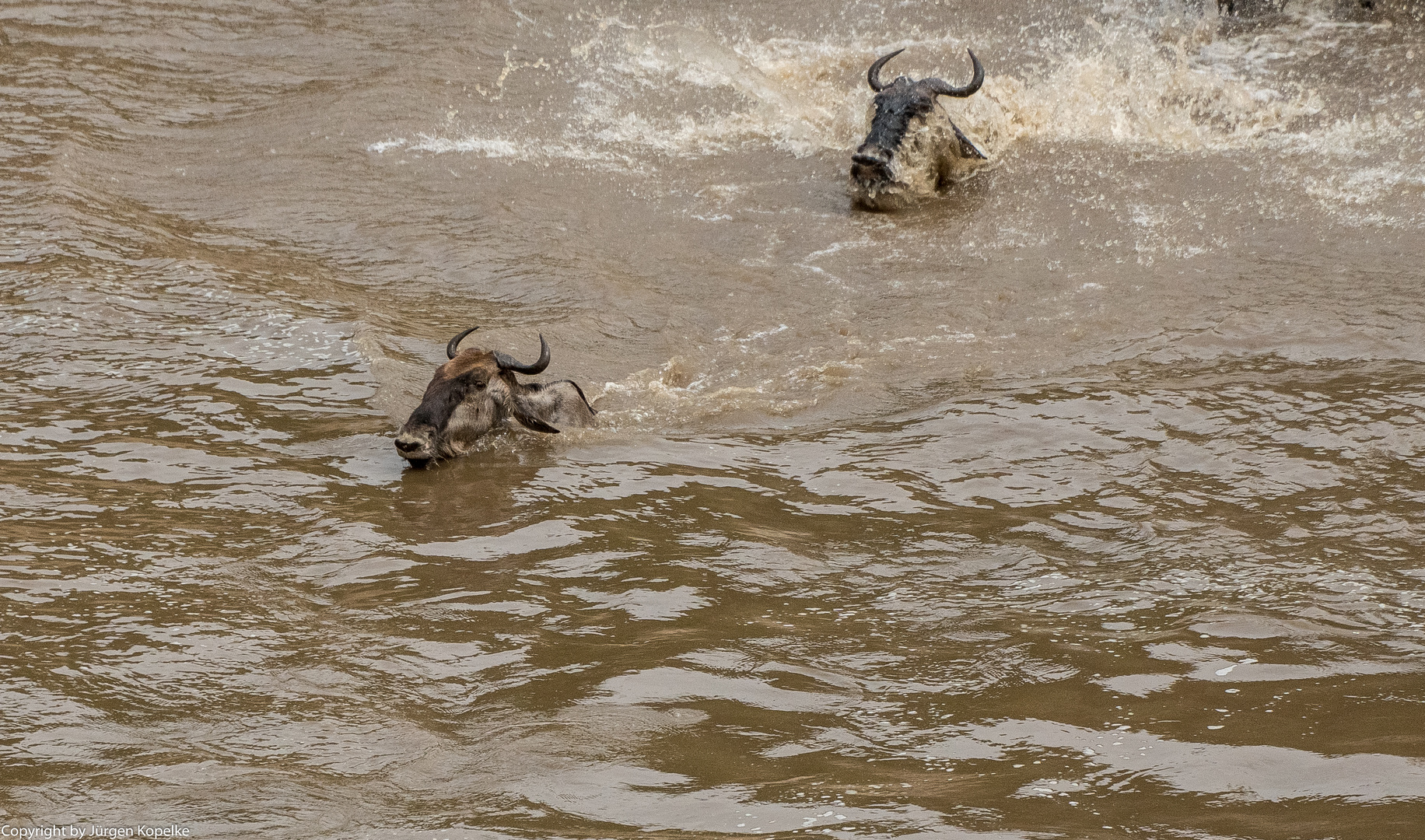 Migration, Masai Mara X