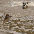 Migration, Masai Mara X