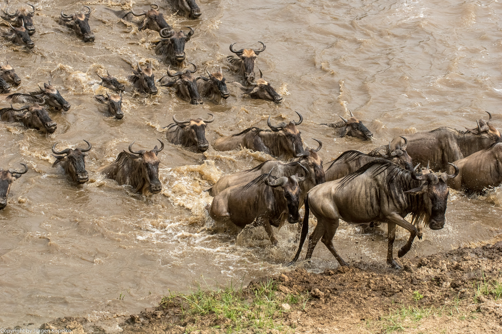 Migration, Masai Mara XII