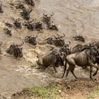 Migration, Masai Mara XII