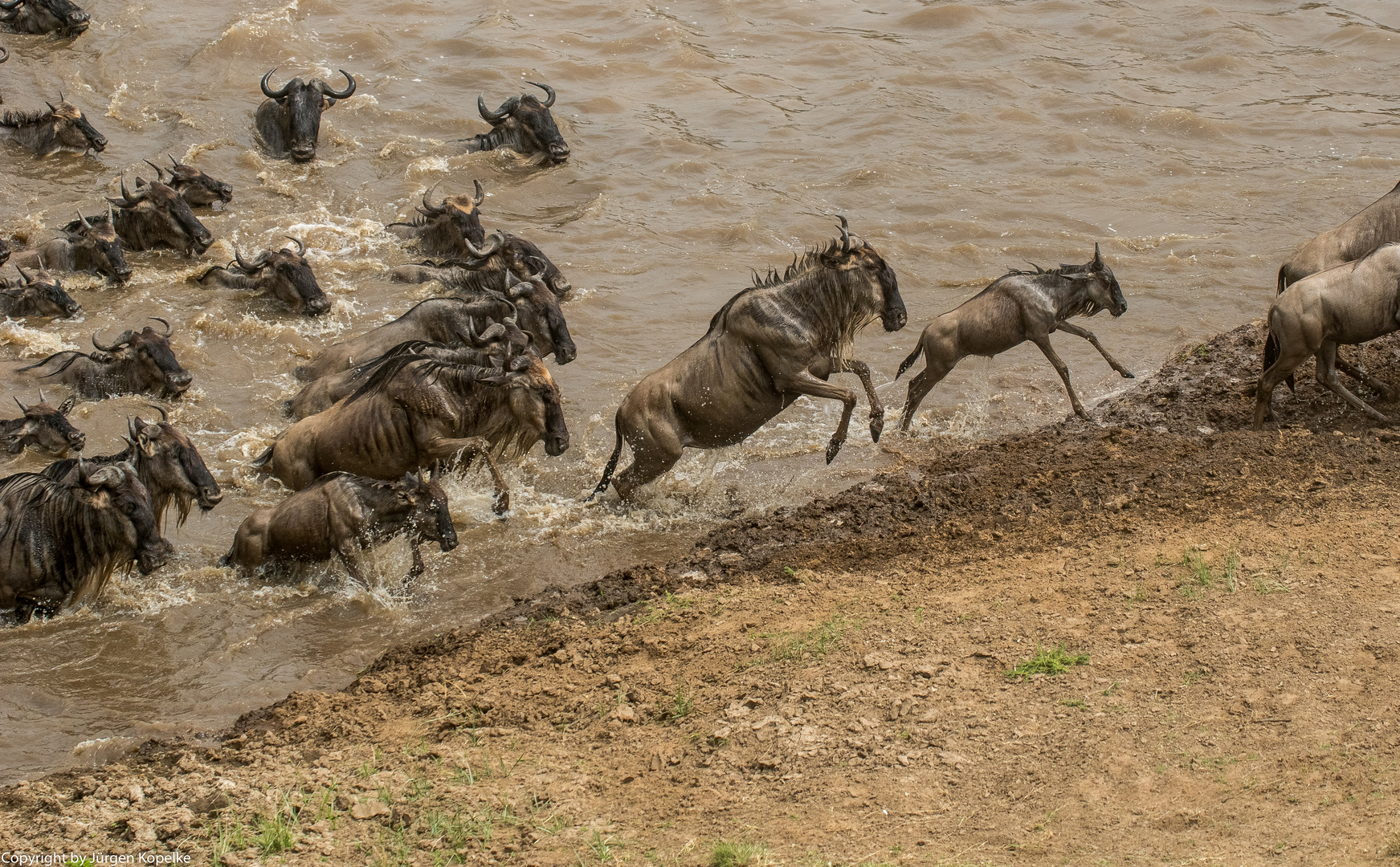 Migration, Masai Mara XIII