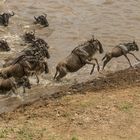 Migration, Masai Mara XIII