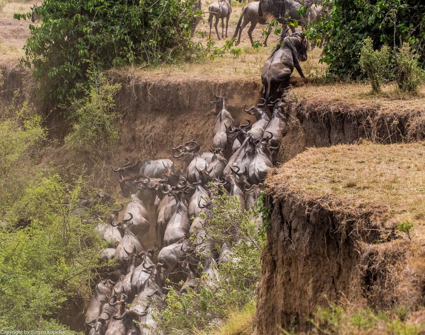 Migration, Masai Mara XIV