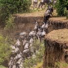 Migration, Masai Mara XIV