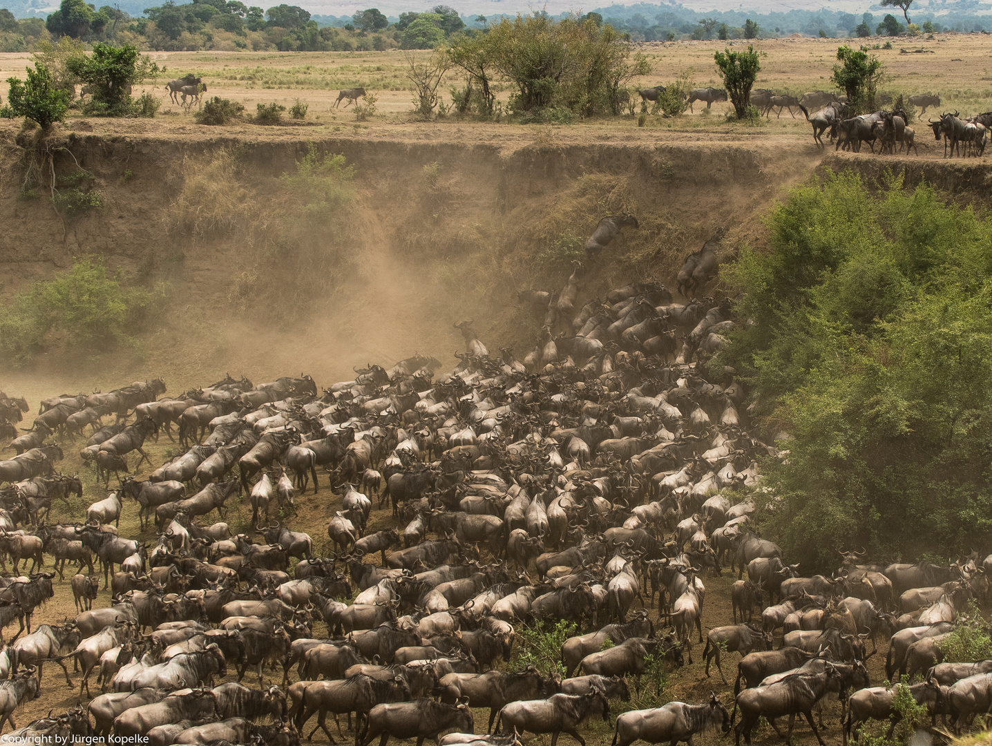 Migration, Masai Mara XV