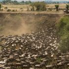 Migration, Masai Mara XV