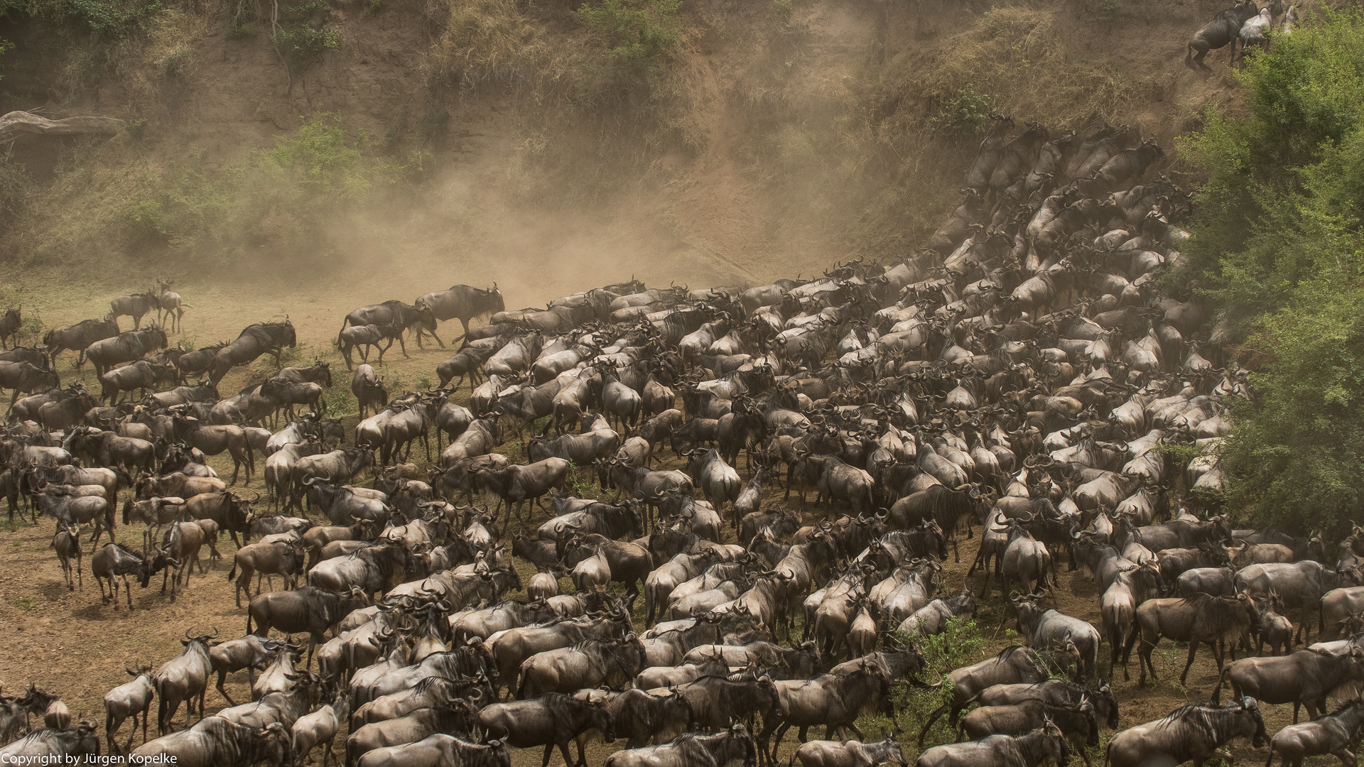 Migration, Masai Mara XVII