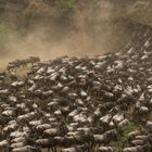 Migration, Masai Mara XVII