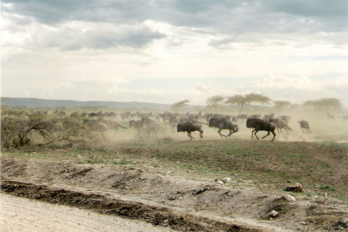 migration of the wildebeests