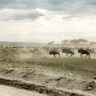 migration of the wildebeests