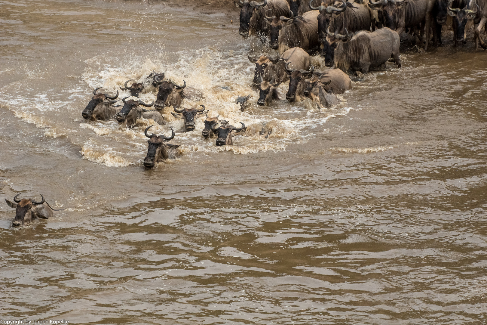 Migration,Masai Mara XI