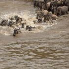 Migration,Masai Mara XI