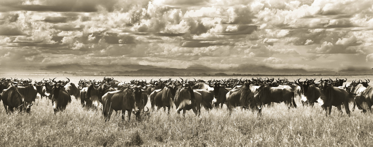 Migration,Tanzania