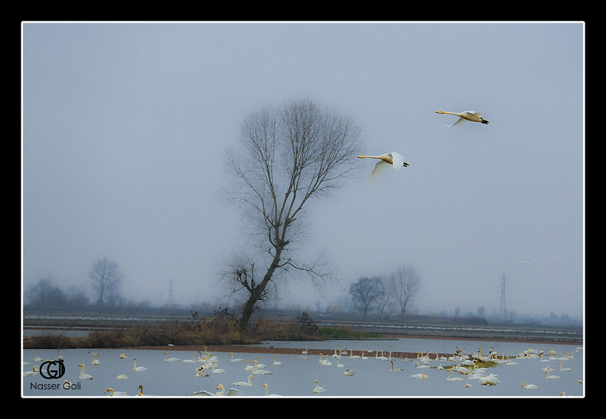 Migratory birds in Iran