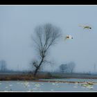 Migratory birds in Iran