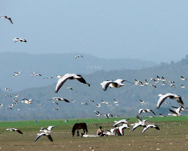 Migratory birds in Pongdam