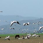 Migratory birds in Pongdam