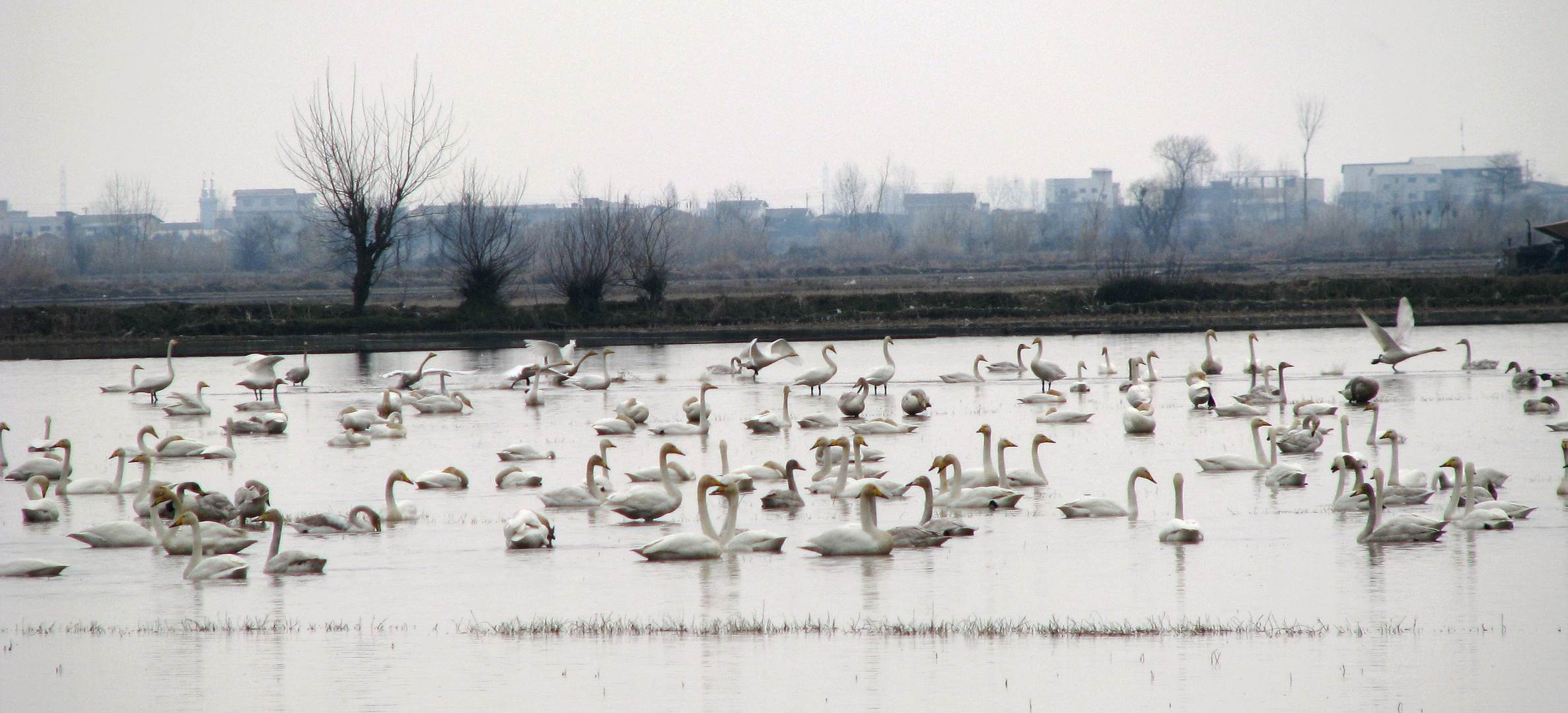 Migratory Swans