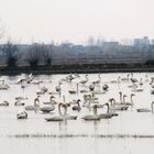 Migratory Swans