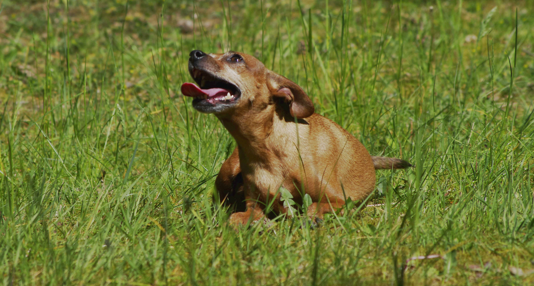 Mika im Gras