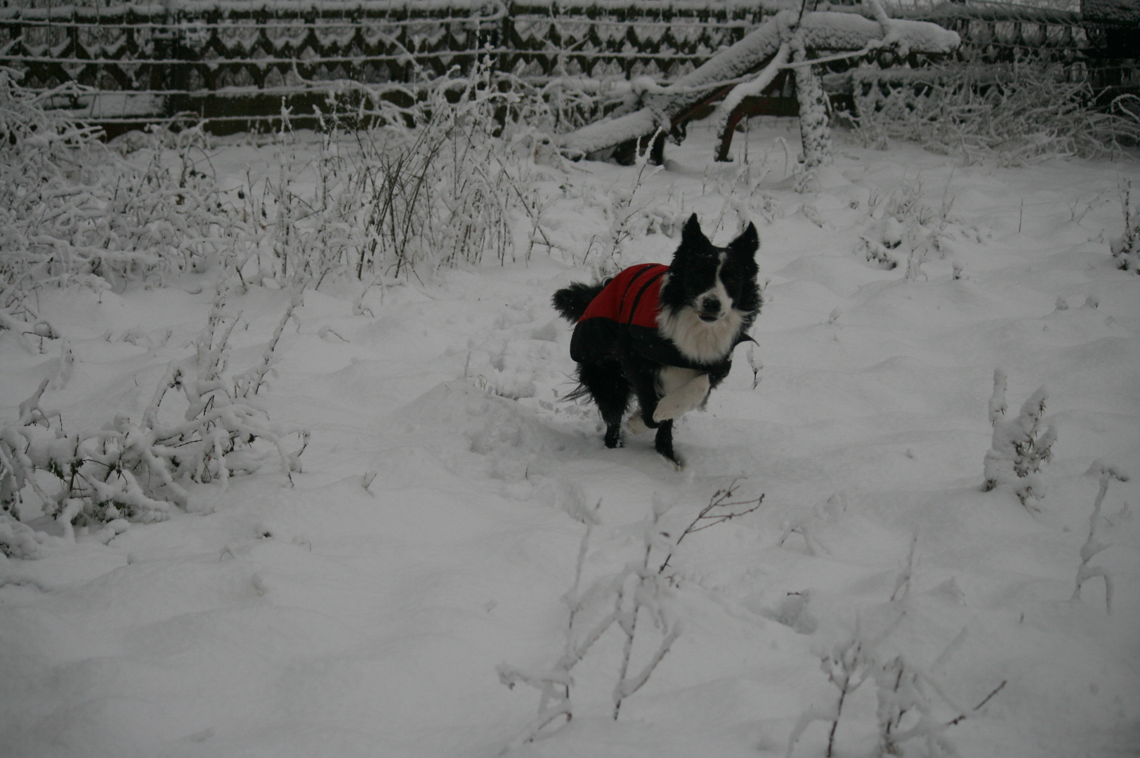 Mika spielte im Schnee