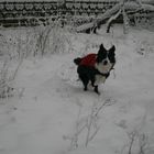 Mika spielte im Schnee