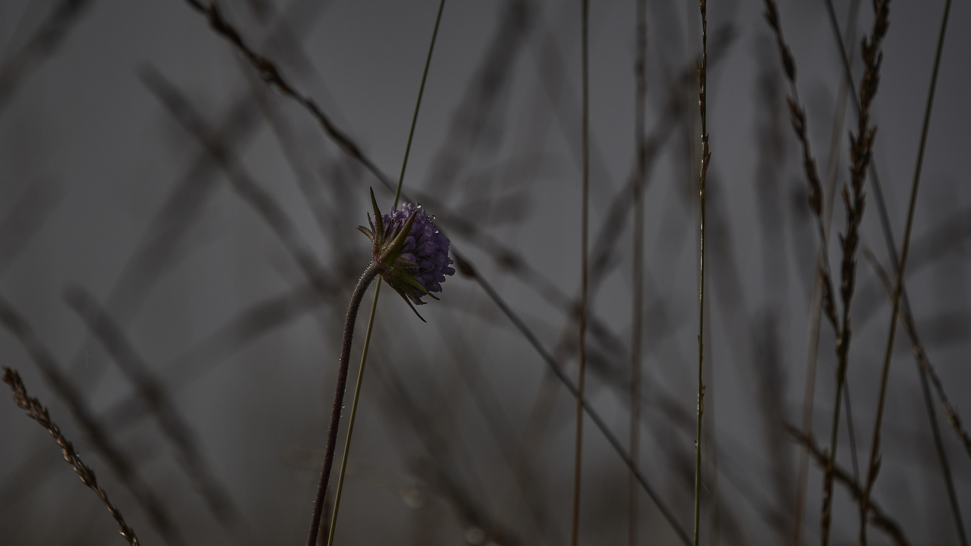 Mikado mit Blüte