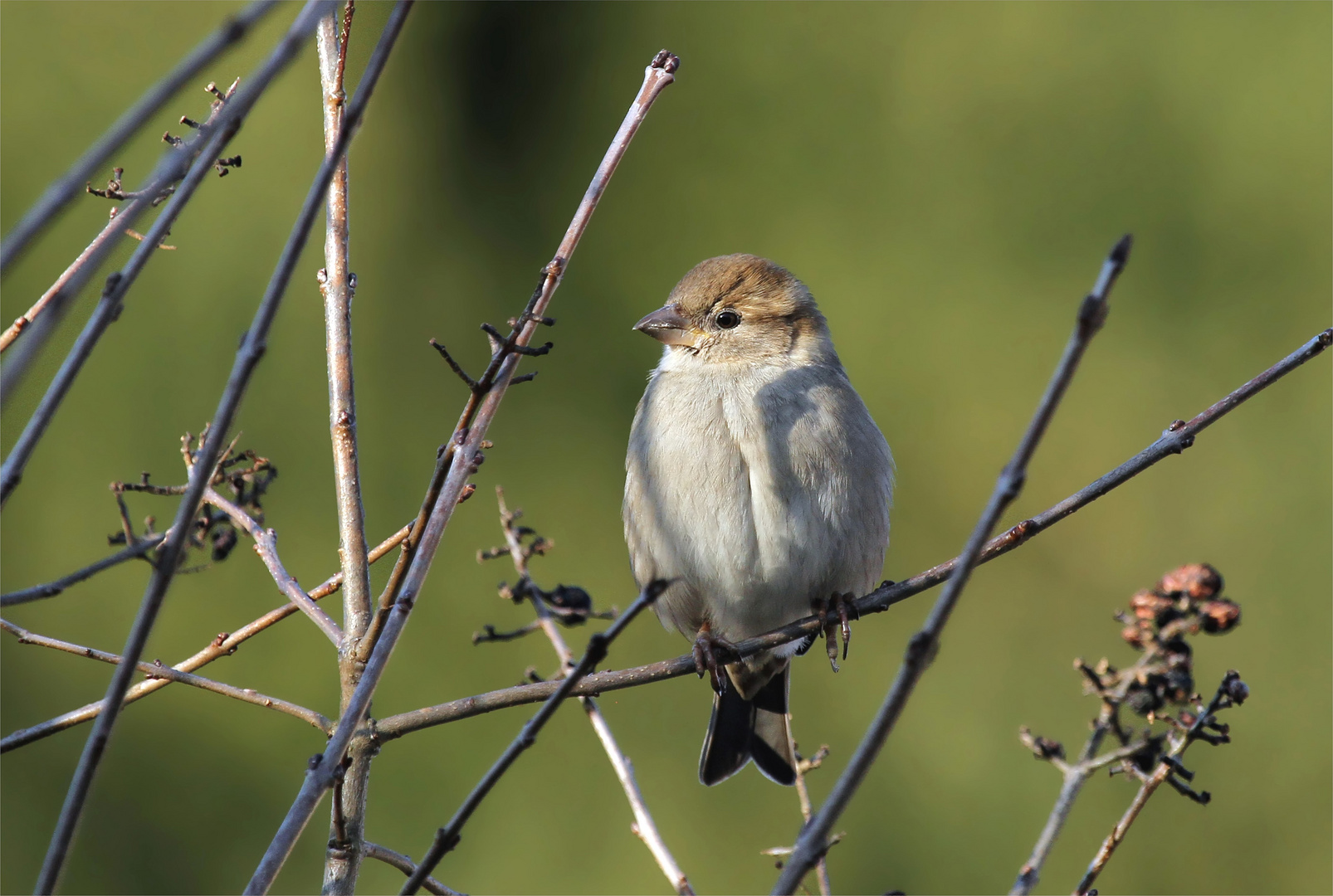 Mikado - Spatz