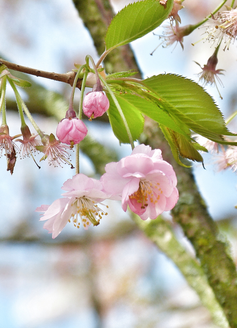 Mikkaminumanosakura - Dinge verändern sich plötzlich und intensiv...