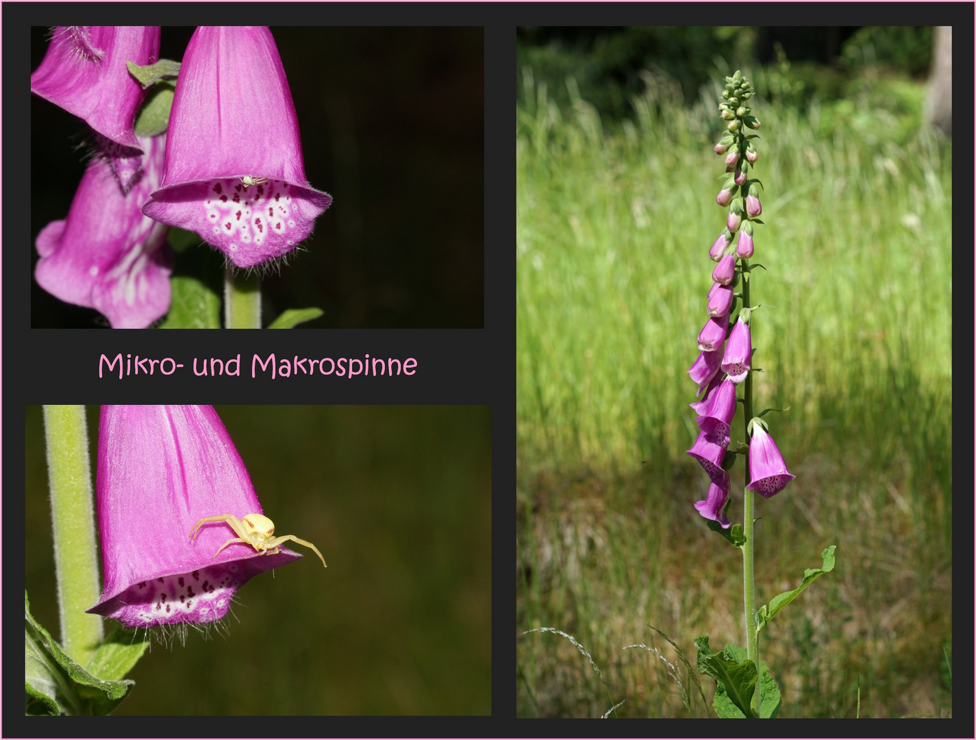 Mikro- und Makrospinne :-)