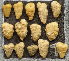 Mikrofauna im Strandsand vom Capo Passero, Sizilien - Plummerzelle Feld-1