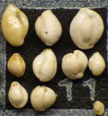 Mikrofauna im Strandsand vom Capo Passero, Sizilien - Plummerzelle Feld-11