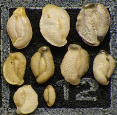 Mikrofauna im Strandsand vom Capo Passero, Sizilien - Plummerzelle Feld-12