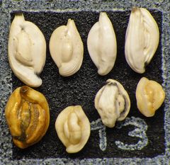 Mikrofauna im Strandsand vom Capo Passero, Sizilien - Plummerzelle Feld-13