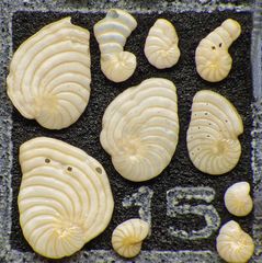 Mikrofauna im Strandsand vom Capo Passero, Sizilien - Plummerzelle Feld-15