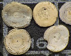 Mikrofauna im Strandsand vom Capo Passero, Sizilien - Plummerzelle Feld-16