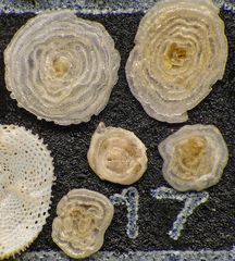 Mikrofauna im Strandsand vom Capo Passero, Sizilien - Plummerzelle Feld-17