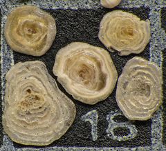 Mikrofauna im Strandsand vom Capo Passero, Sizilien - Plummerzelle Feld-18